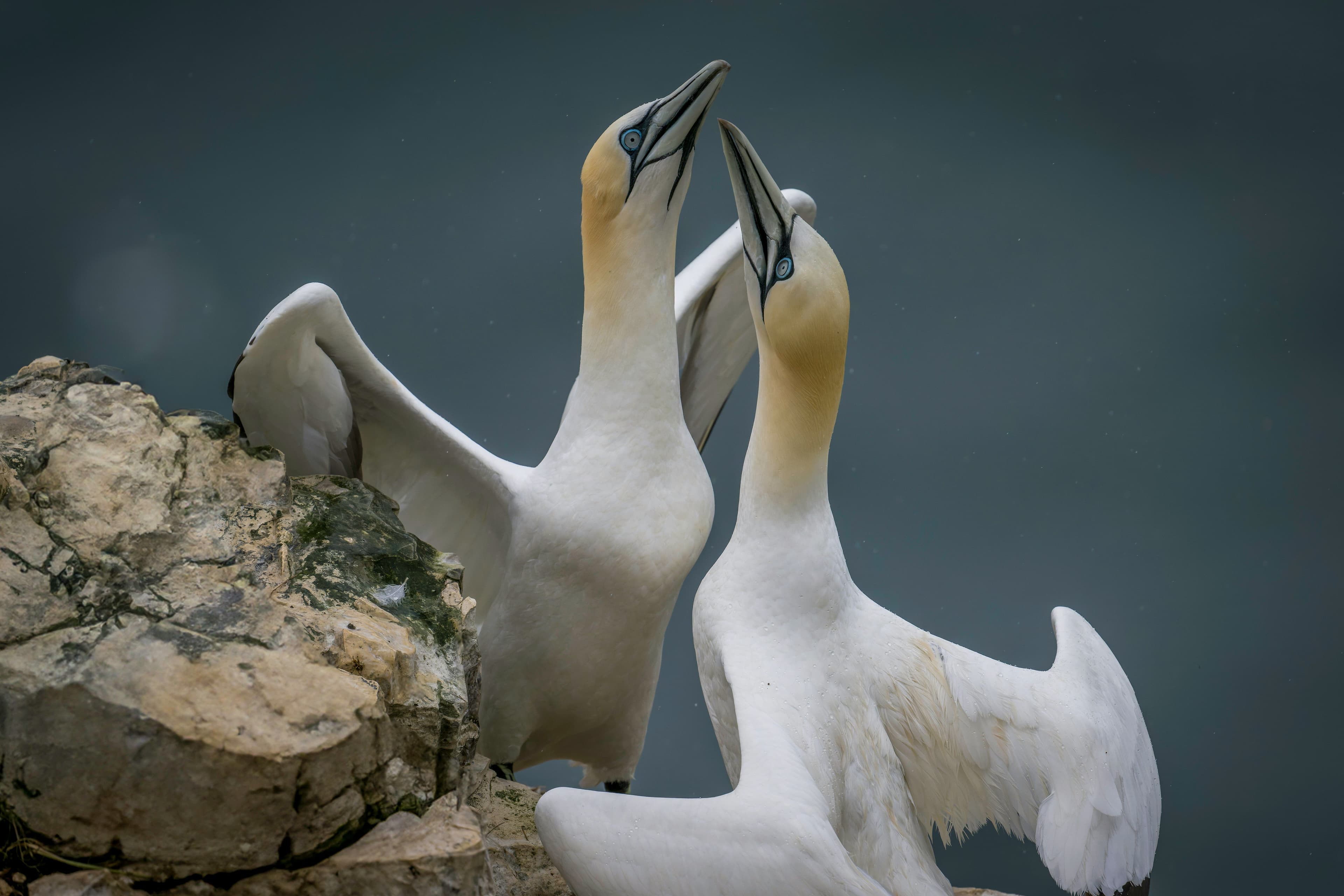 Gestaltung mit bildern